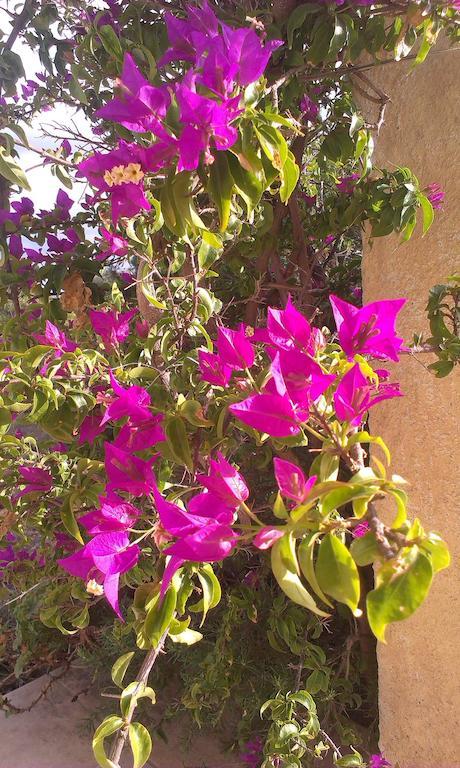אורוסיי Agriturismo Su Birde חדר תמונה